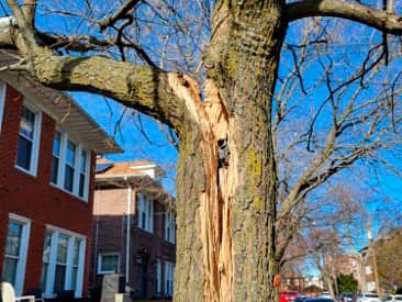 Emergency tree service storm response Kansas City