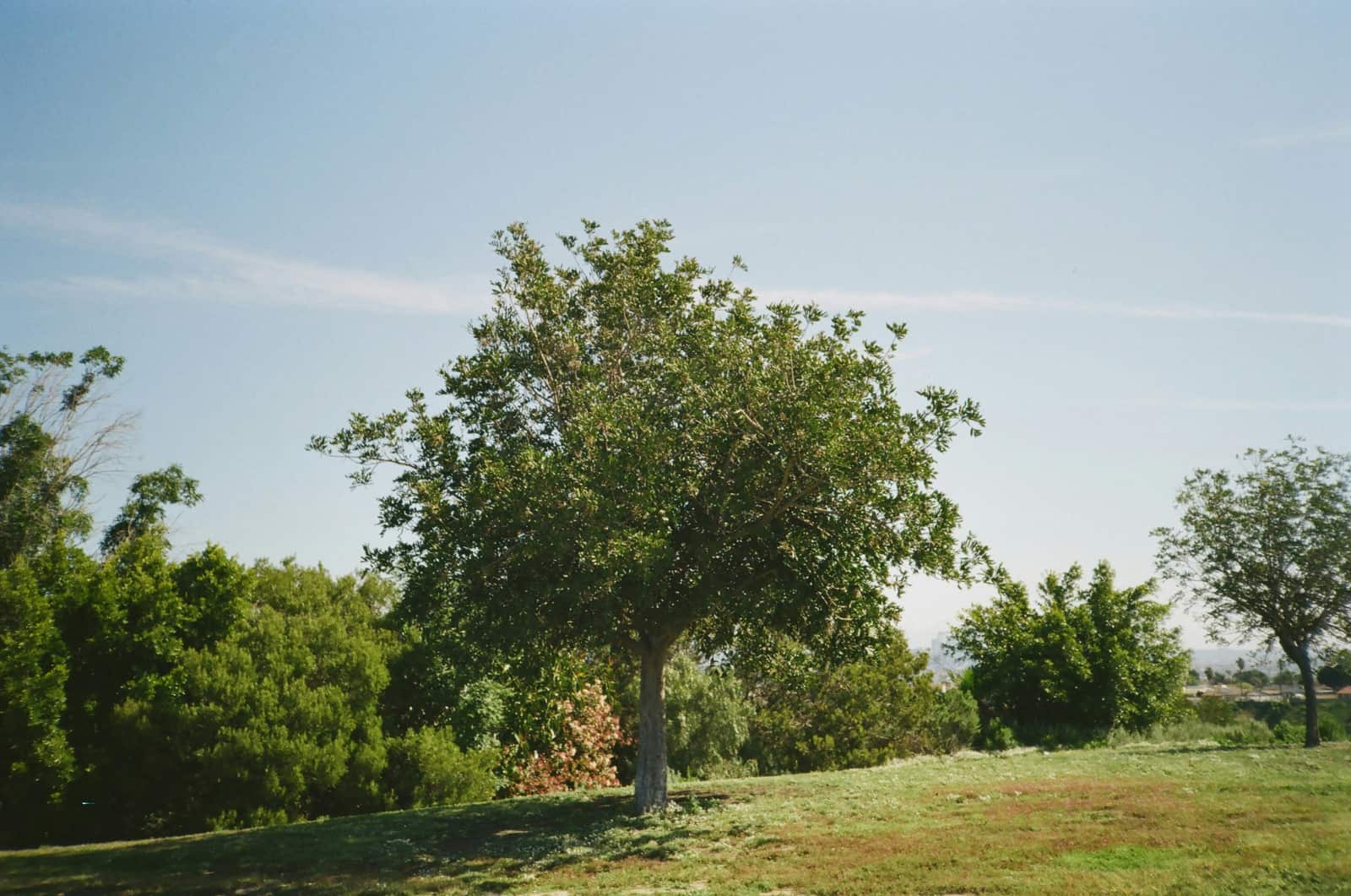 Stump grinding service Liberty and Kansas City