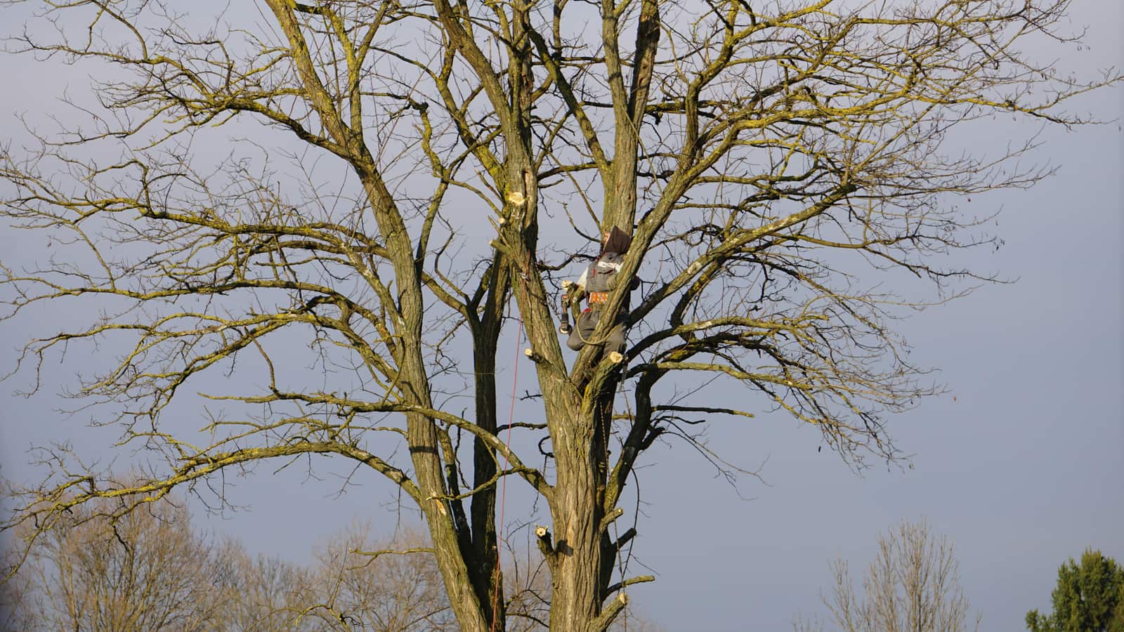 Tree health assessment and evaluation