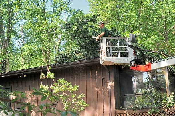 Tree removal service Kansas City MO