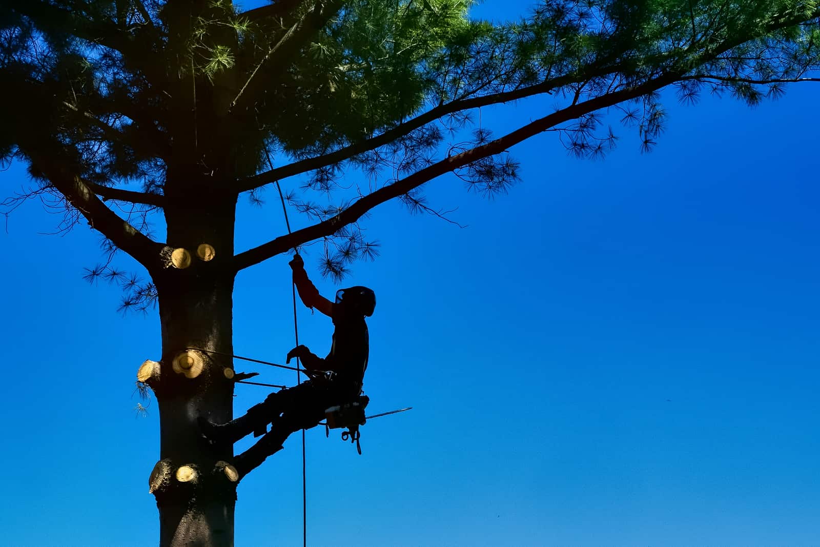 Professional tree trimming in Kansas City